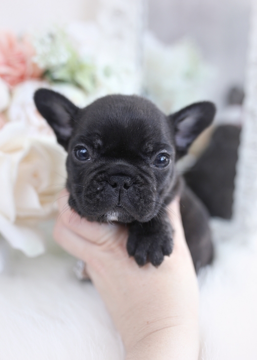 French Bulldog Puppies For Sale by TeaCups, Puppies & Boutique Teacup