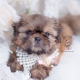 golden shih tzu puppy