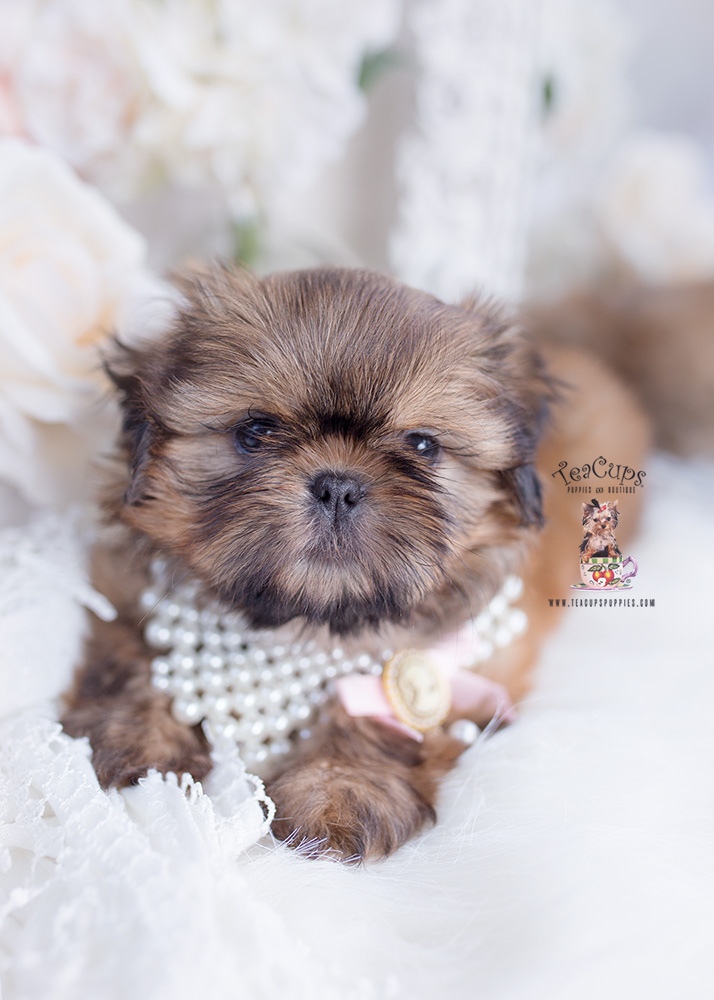 golden shih tzu puppy