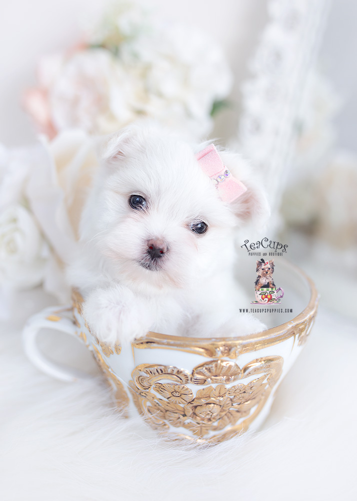Shih Tzu Puppies of Hollywood Teacup Puppies & Boutique