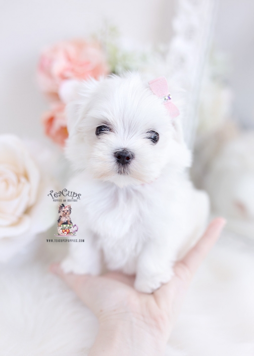 tiny teacup maltese puppies for sale