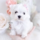 maltese puppies florida