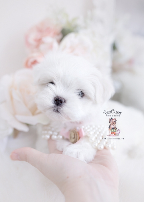 baby maltese puppy for sale