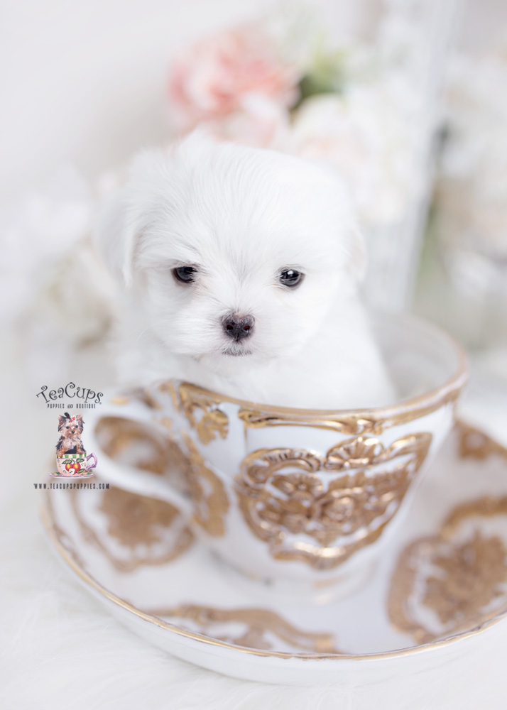 maltesepuppyforsaleteacuppuppies187 Teacup Puppies & Boutique