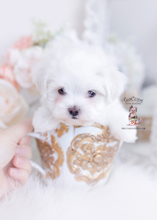 tiny maltese teacup