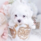 tiny maltese teacup