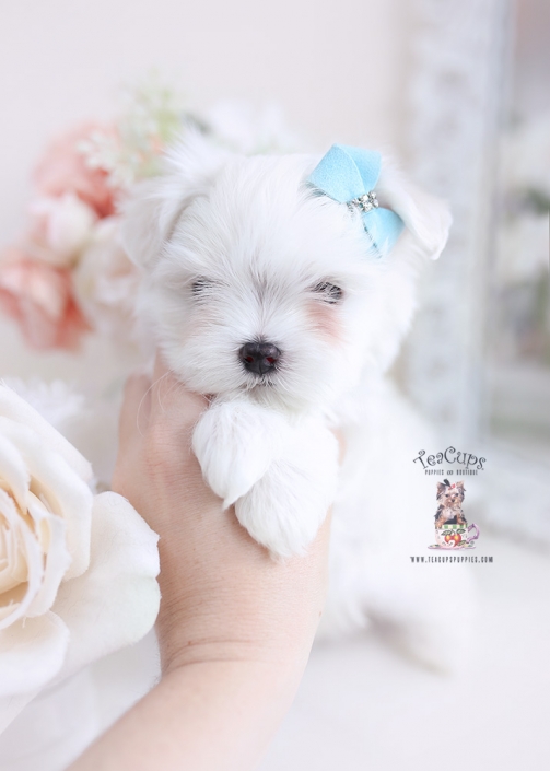 maltese puppies miami florida