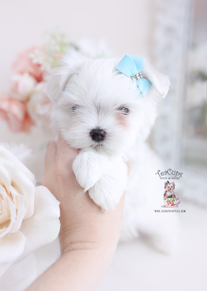 maltese puppies miami florida