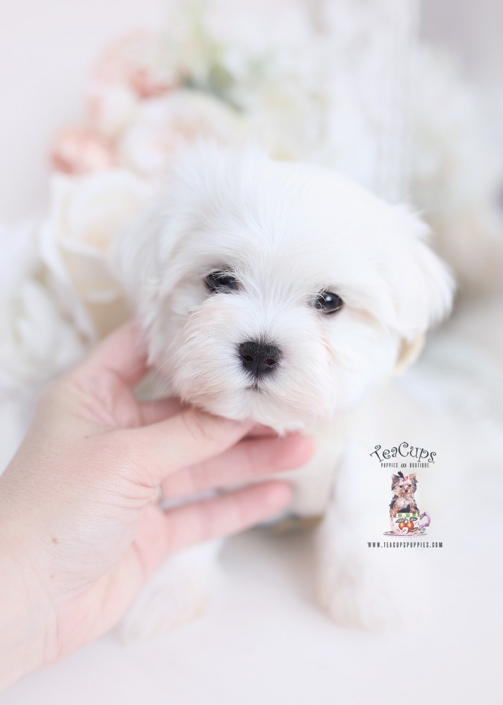 maltese puppy