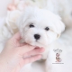 maltese puppy