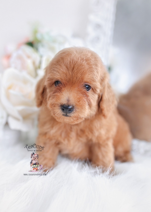 apricot toy poodle puppy