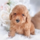 apricot toy poodle puppy