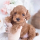 red poodle puppies