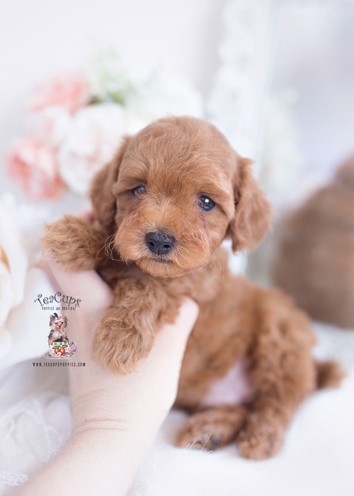 red poodle puppies