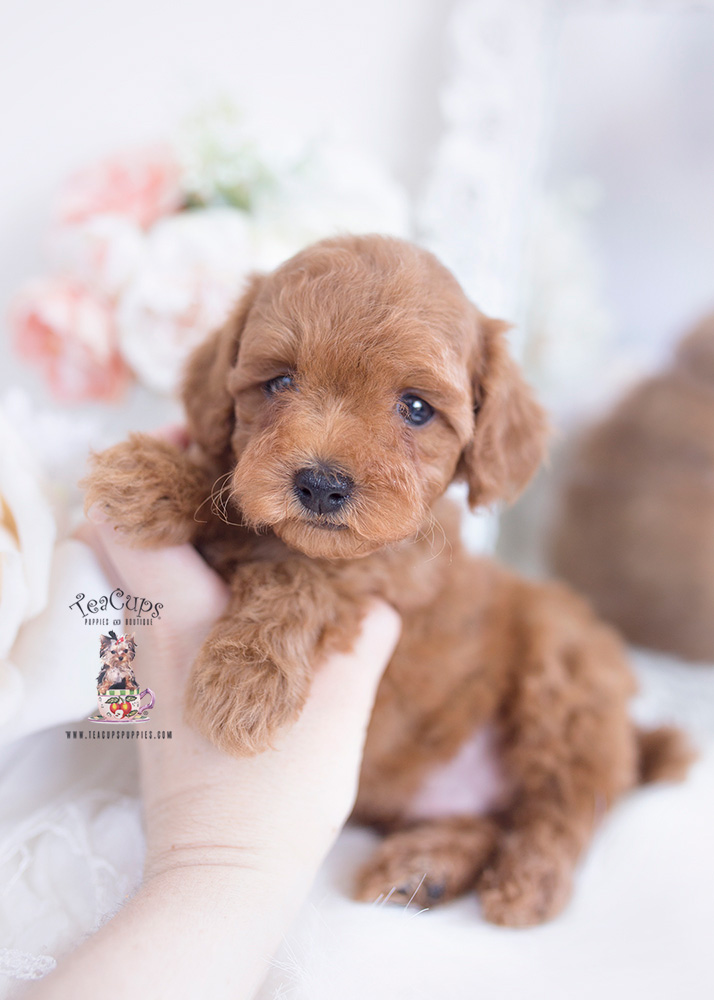 Red Toy Poodle Breeder Florida Teacup