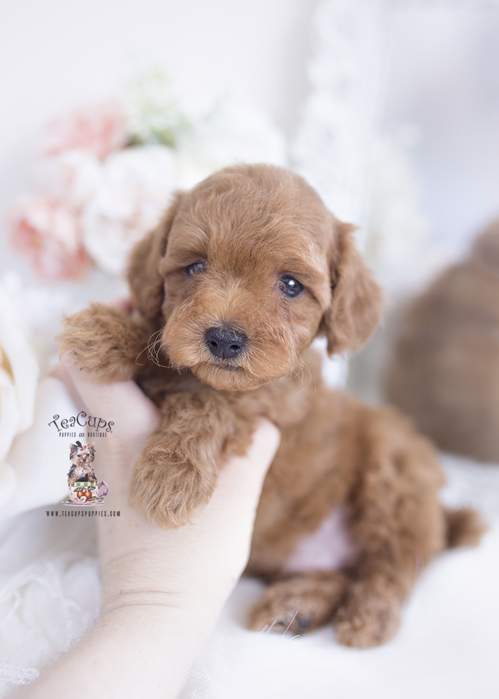 Red Toy Poodle Puppies Miami Teacup Puppies & Boutique