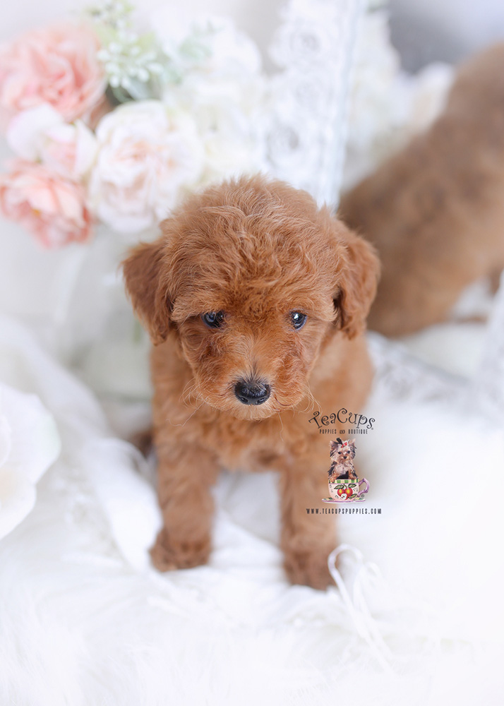 red poodle teacups