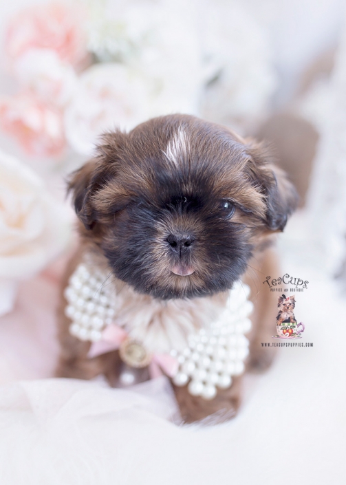 golden shih tzu puppy