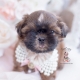 golden shih tzu puppy