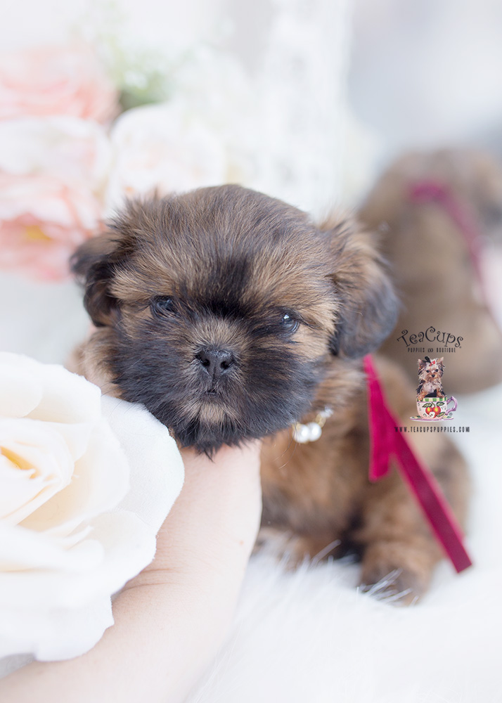 Shih Tzu Puppies of Hollywood Teacup Puppies & Boutique
