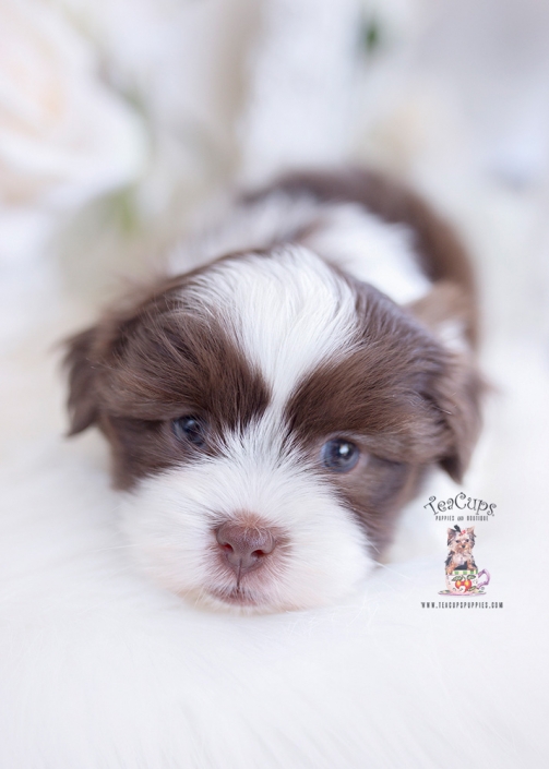 Hairless and Powder Puff Chinese Crested Puppies For Sale Teacup