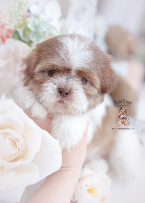 Imperial Shih Tzu Puppies For Sale by TeaCups, Puppies