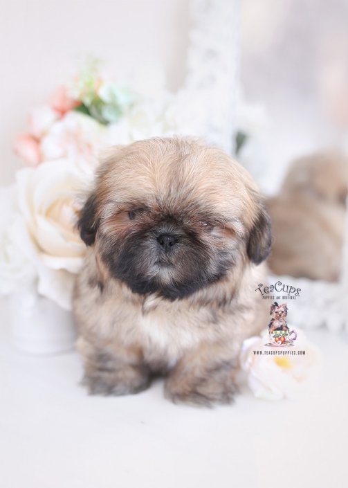 tiny shih tzu puppy