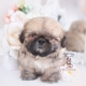 tiny shih tzu puppy