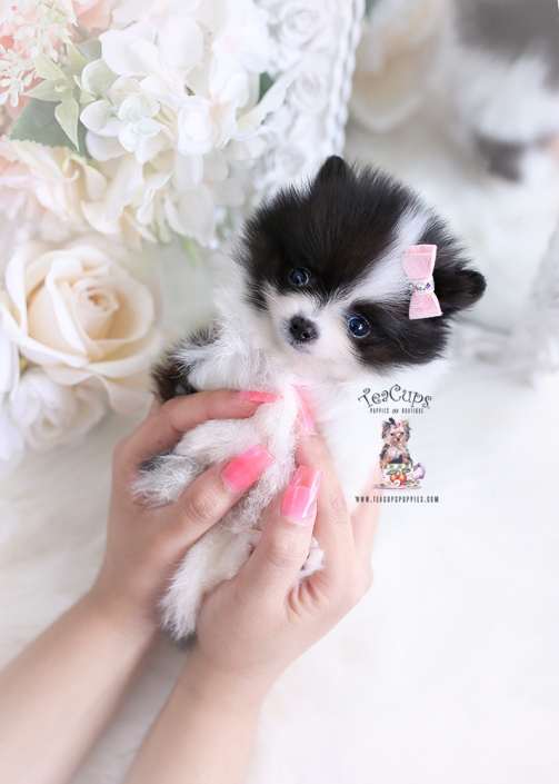 Teacup Pomeranian puppy