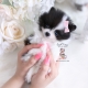 Teacup Pomeranian puppy