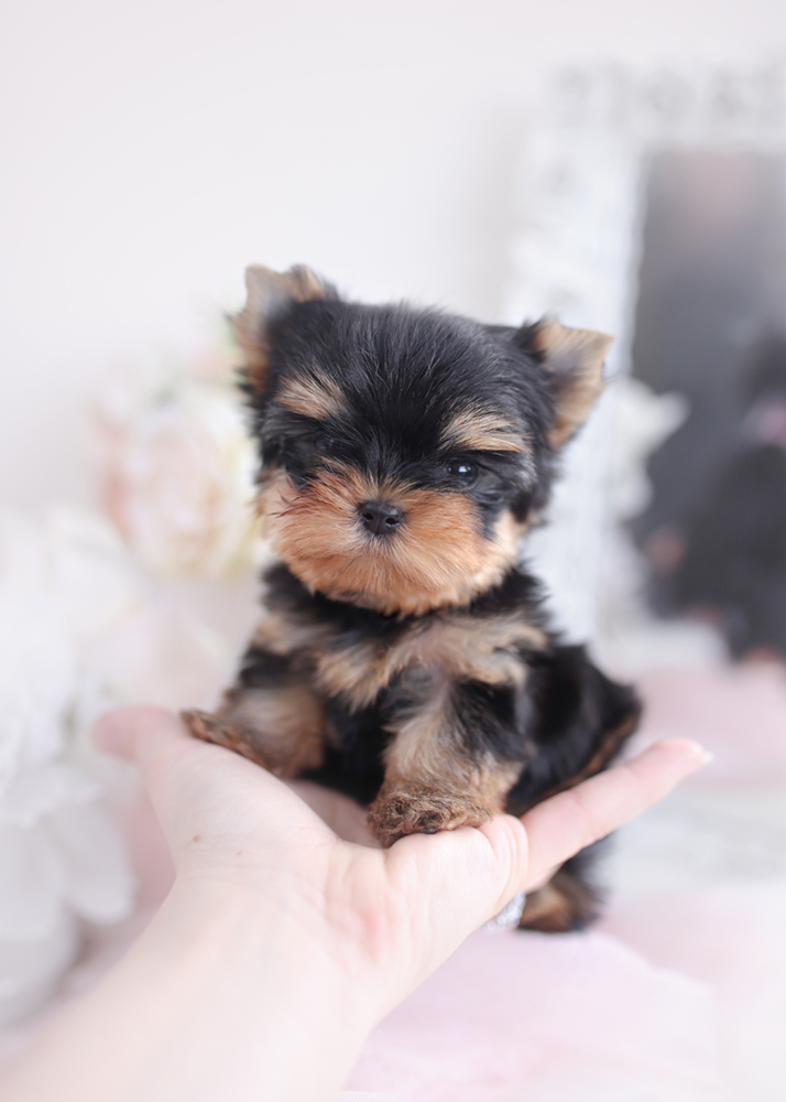 beautiful puppies and boutique