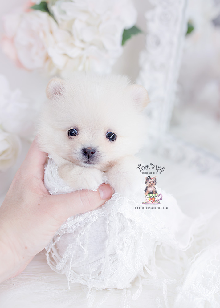 cream pomeranian teacup puppies