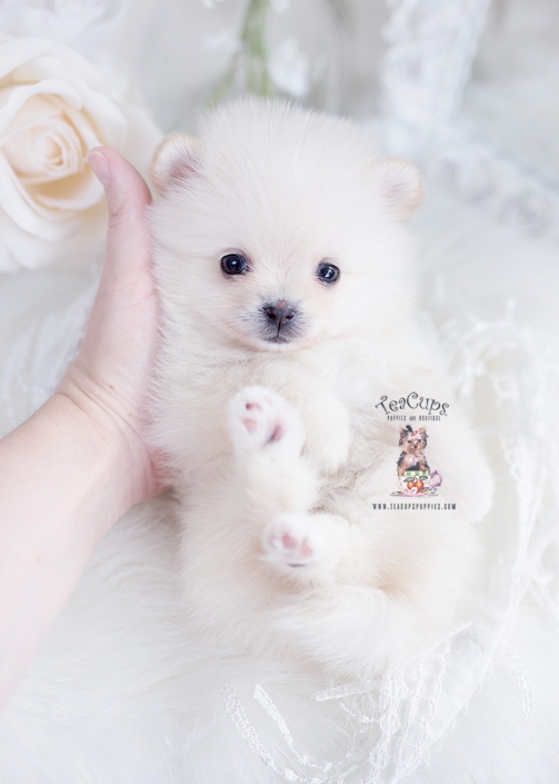 tiny pomeranian teacup puppy