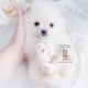 tiny pomeranian teacup puppy