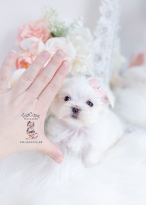 tiny maltese teacup puppies