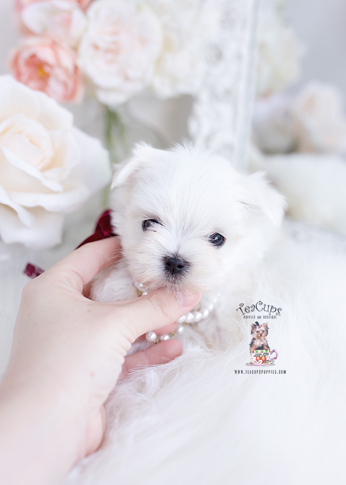 maltese teacup