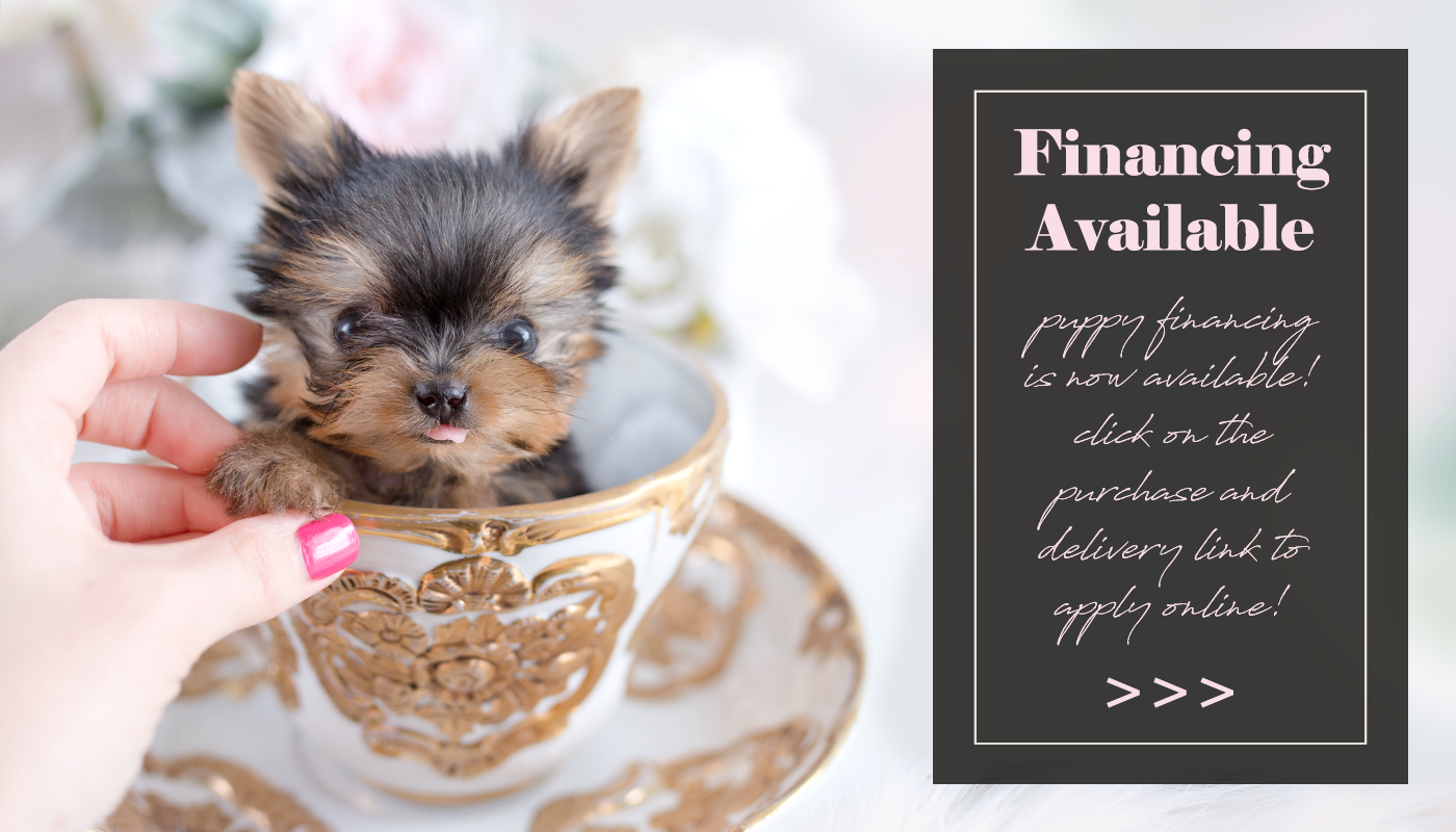 teacup puppies price