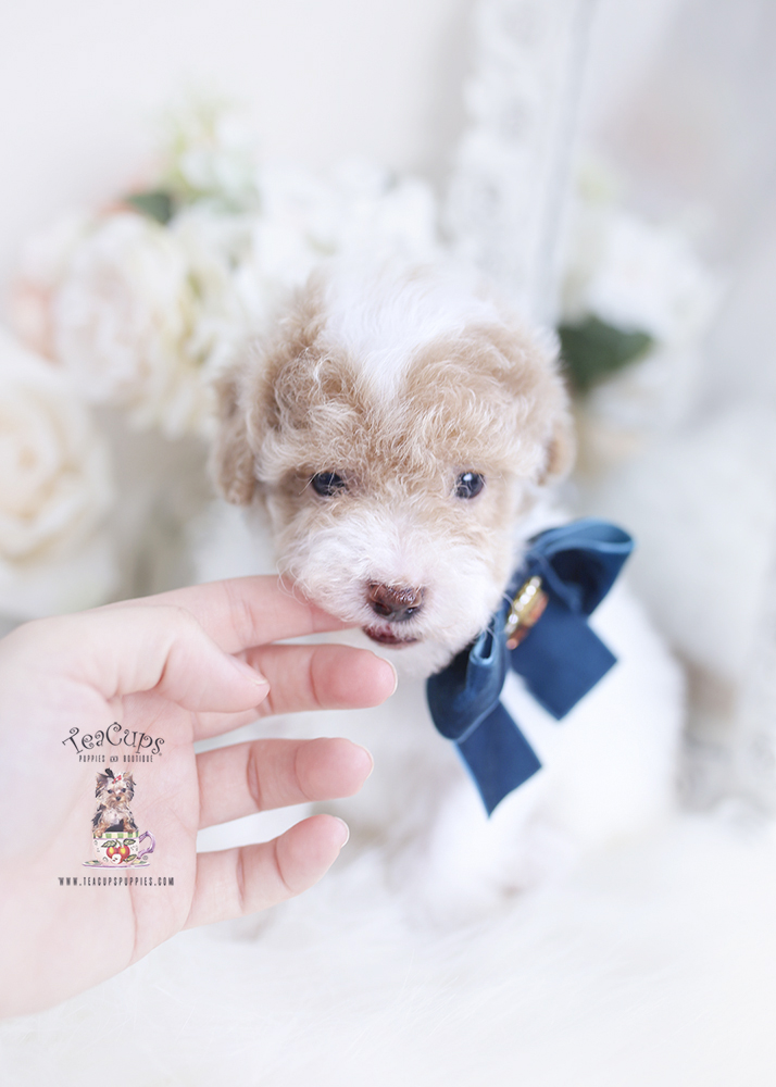 toypoodlepuppy191a Teacup Puppies & Boutique