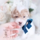 apricot parti toy poodle puppy