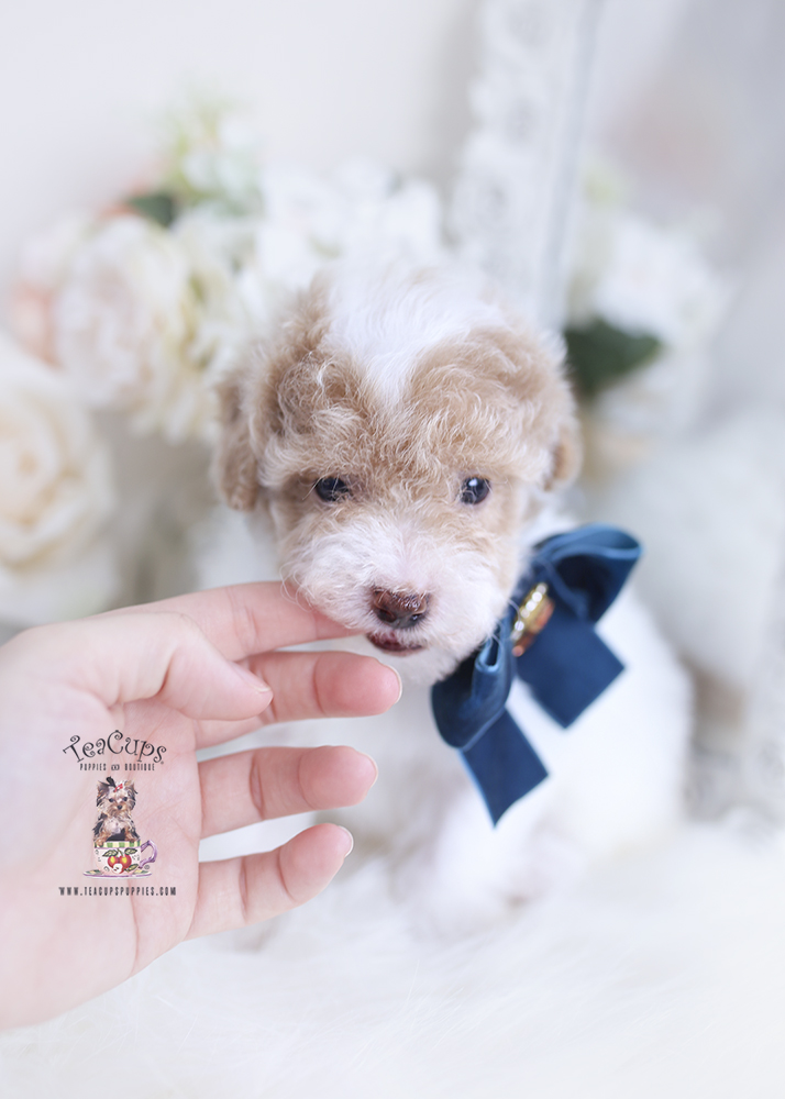 apricot parti toy poodle puppy