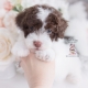 chocolate parti toy poodle