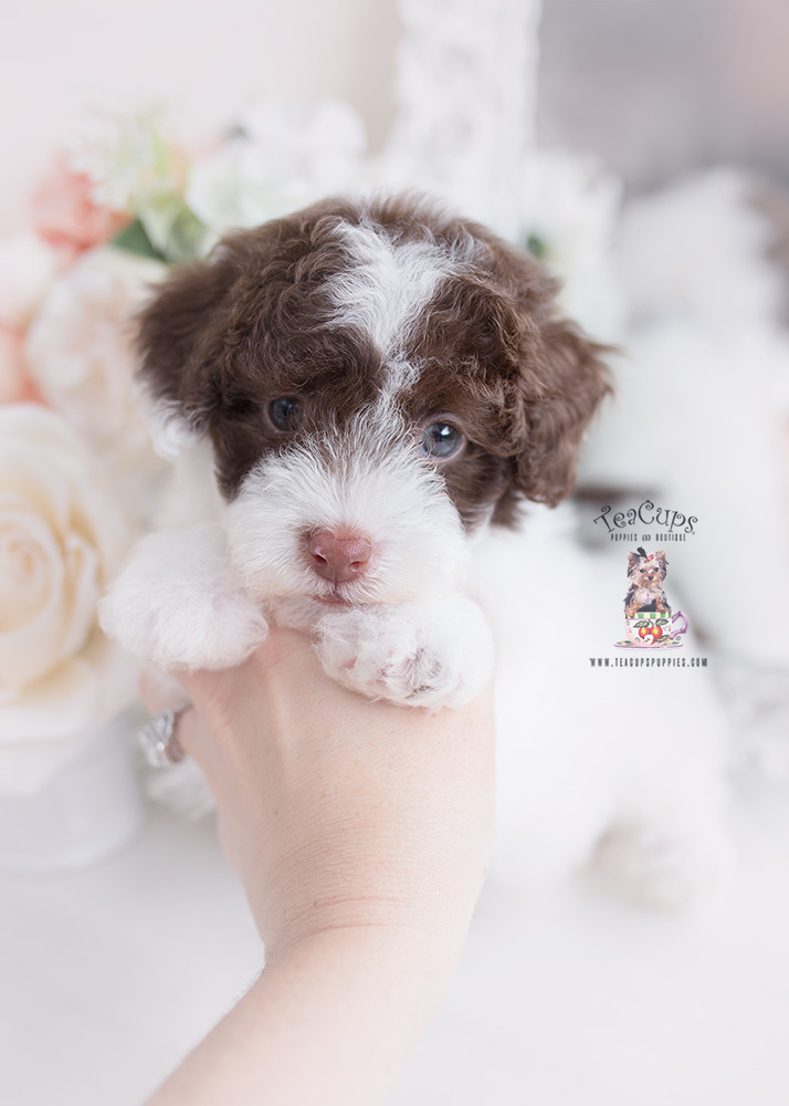 chocolate parti toy poodle