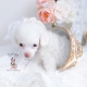 white toy poodle