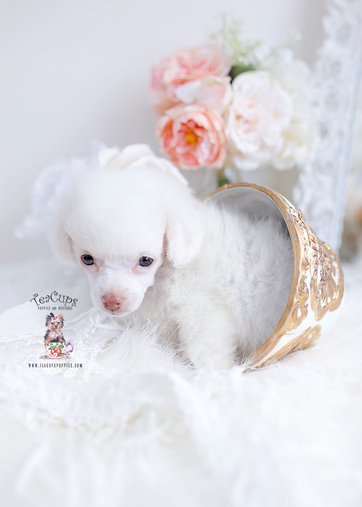 white poodle puppy