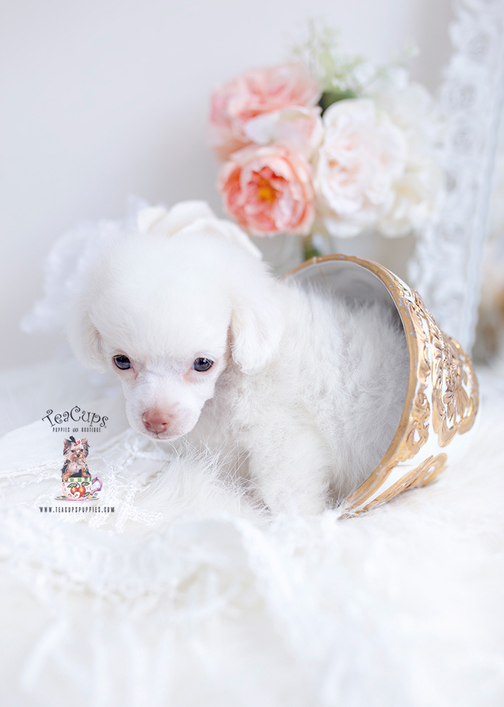 white toy poodle