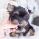 yorkie puppies florida