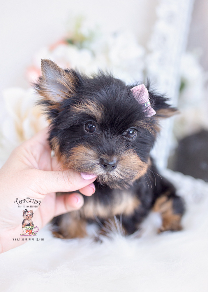 yorkie puppies florida