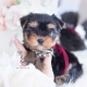 yorkie teacup puppies