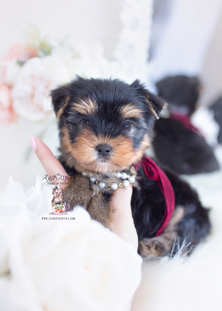 yorkie teacup puppies