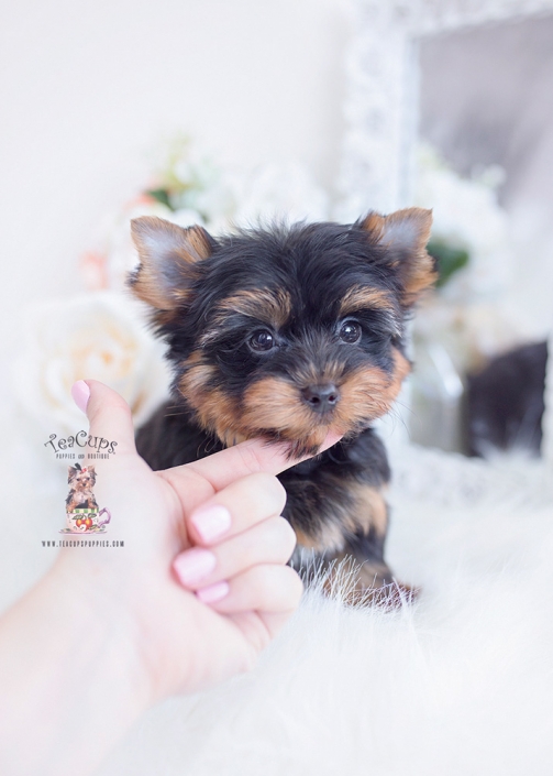 yorkie puppy for sale